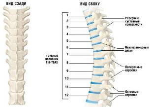 osteocondrose cervical